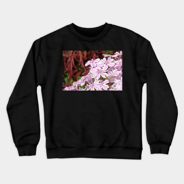 Phlox Subulata Candy Stripe Crewneck Sweatshirt by AH64D